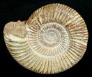 Perisphinctes Ammonite - Jurassic #5229-2